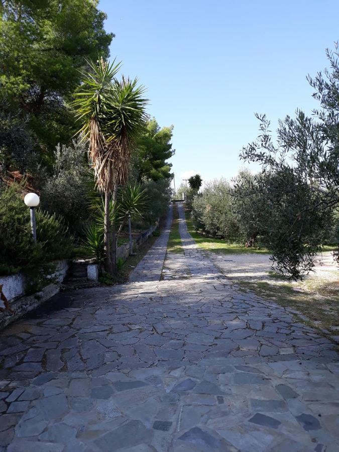 Appartement Σπίτι Σε Ελαιώνα, House In An Olive Grove à Ária Extérieur photo